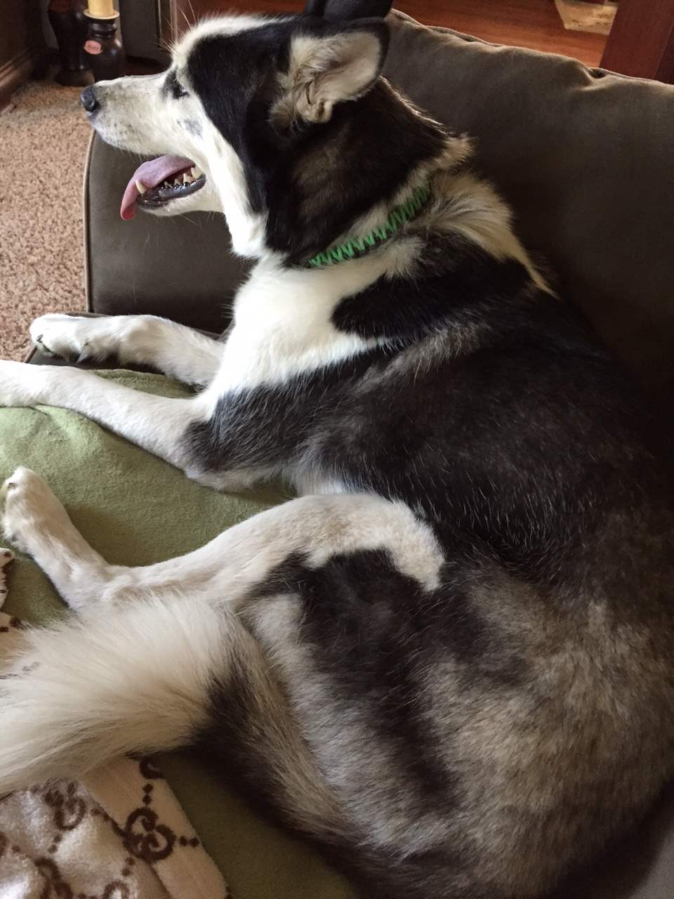 5 Ways to Love Your Dog with Paracord Paracord