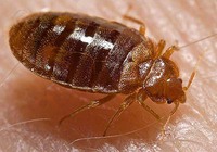 Bed Bug: Cimex lectularius Bed Bug: Cimex lectularius
