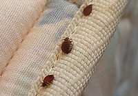 Bed Bugs On Bed Bed Bugs On Bed