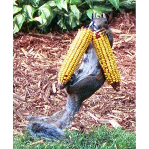 Squngee DeluxeI BungeeJumping Squirrel Feeder