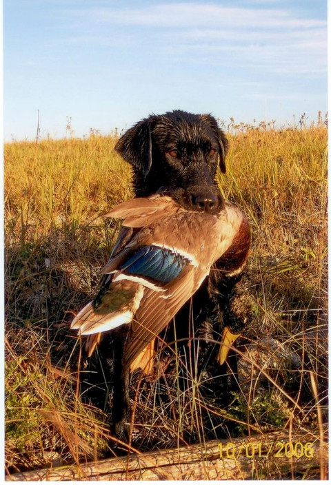 Buying A Gun Dog