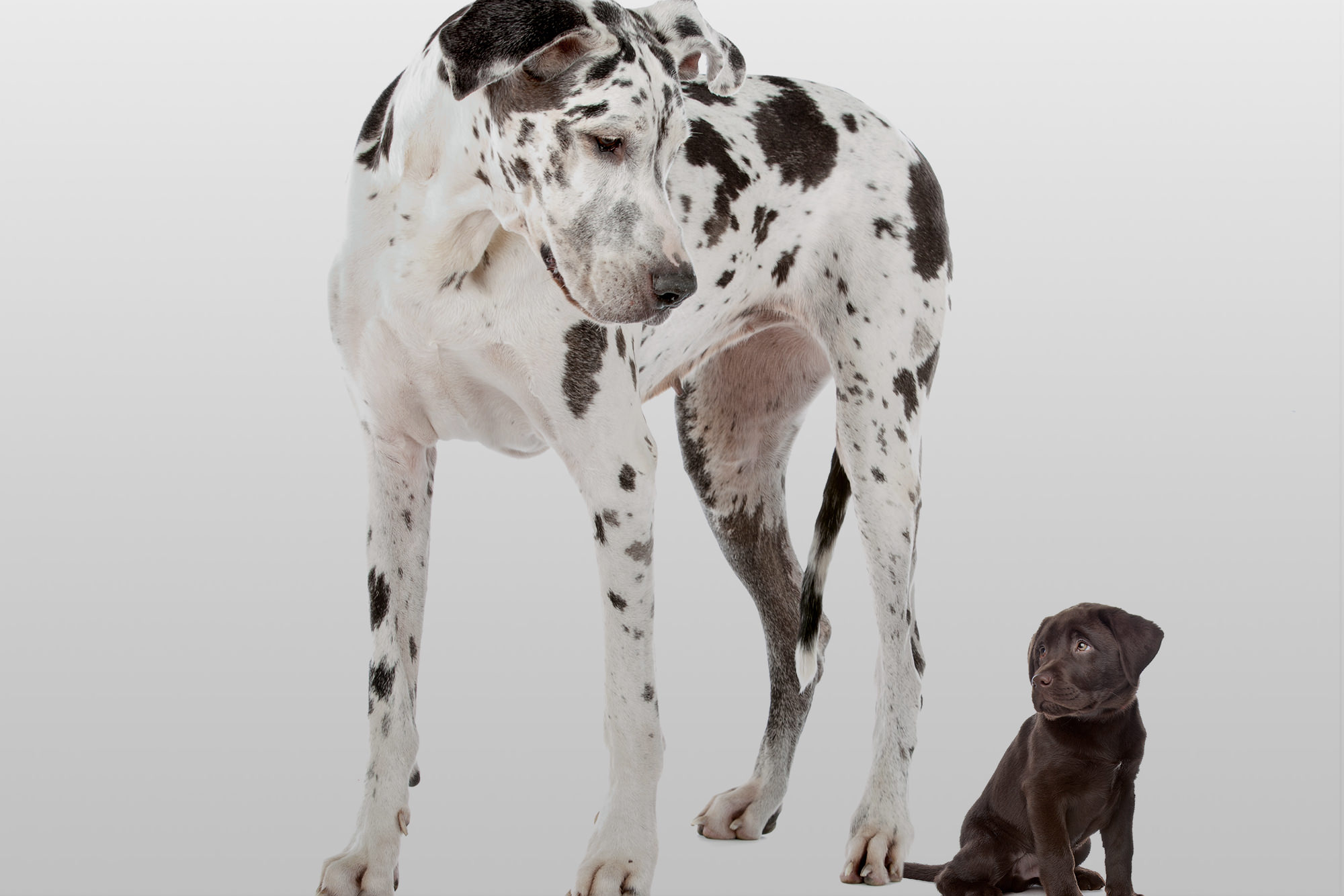 Gun Dog House Door Better Dog Doors & Pet Doors