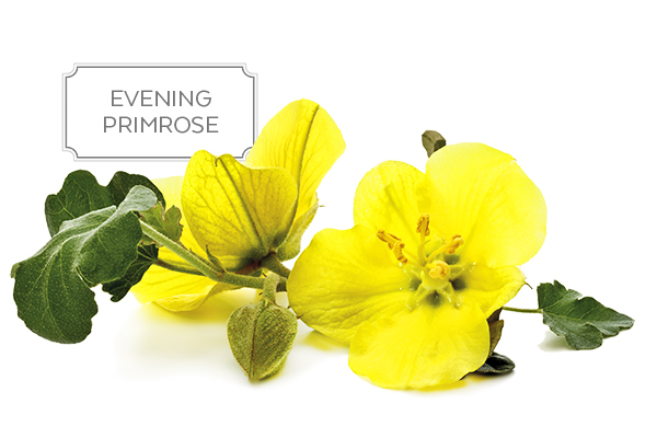 evening primrose