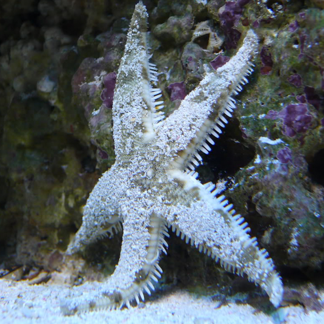 Sand Sifting Starfish - BIGShow Frags