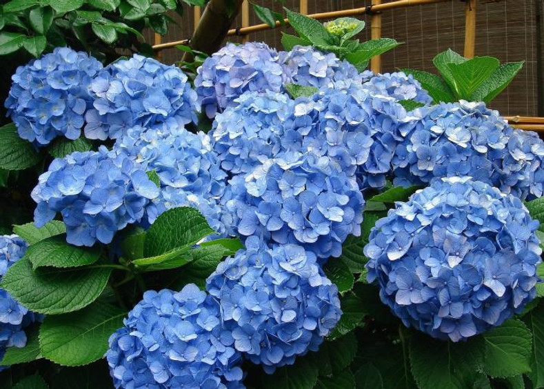 HYDRANGEA CARE: PRUNING HYDRANGEA VARIETIES