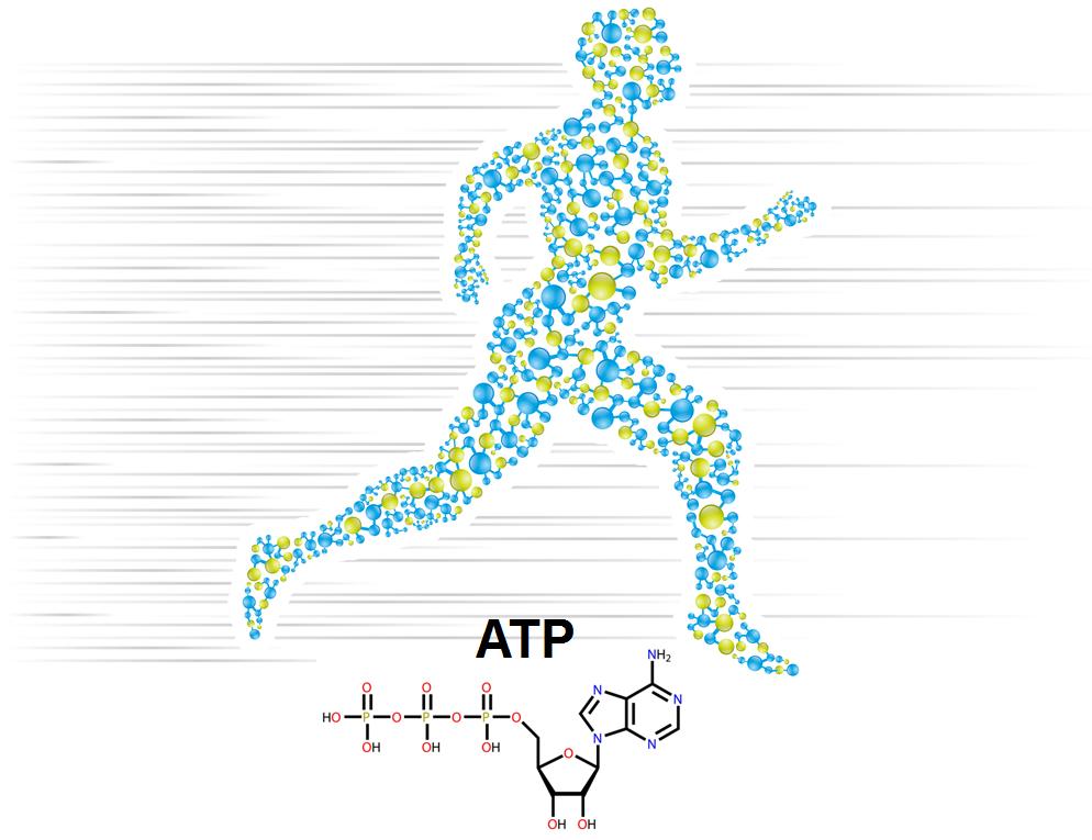 An athlete running with ATP An athlete running with ATP