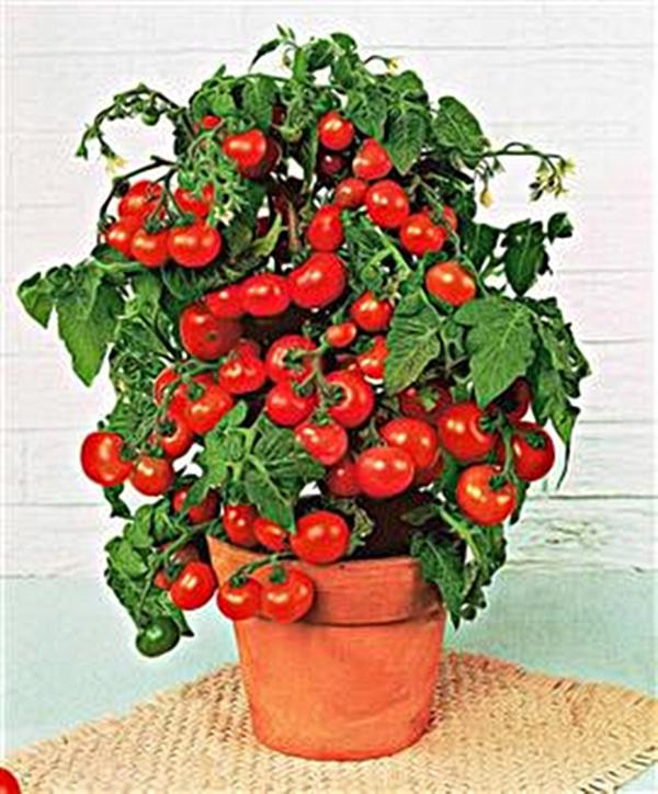 mini bell tomato seed mini bell tomato seed