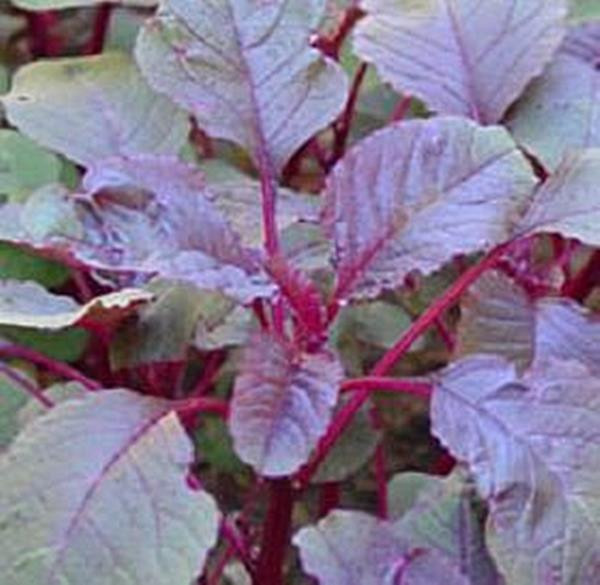Amaranth Chinese Spinach All Red Vegetable Seeds