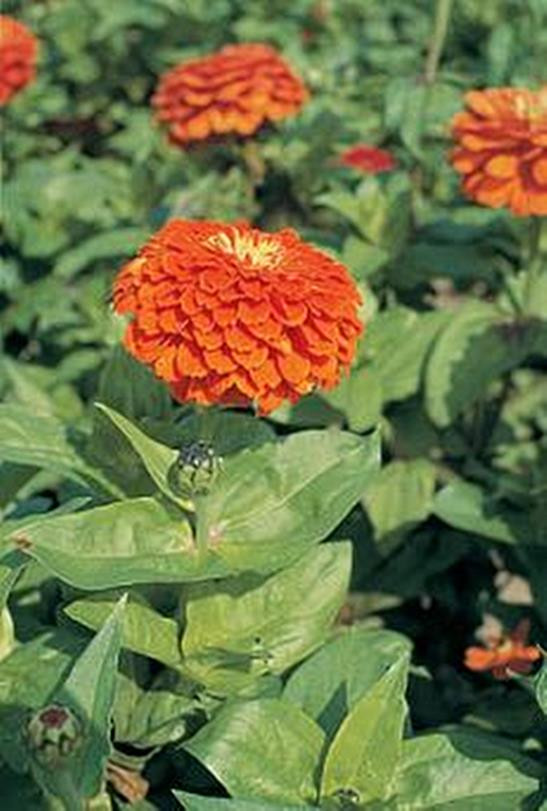 Zinnia Benary Giant Orange Annual Seed
