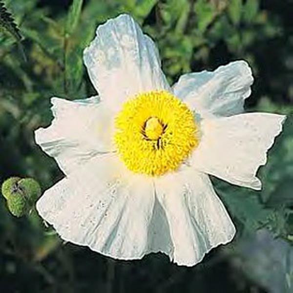 romneya coulteri perennial seeds romneya coulteri perennial seeds