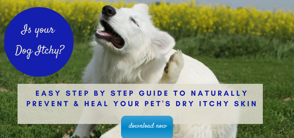 How To Naturally Treat Hyperthyroidism In Cats How To Naturally Treat Hyperthyroidism In Cats