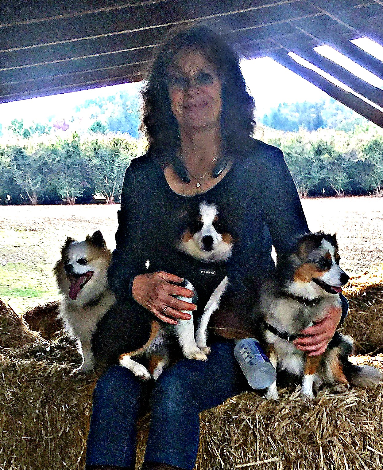 jewelandthedogs.jpg jewelandthedogs.jpg