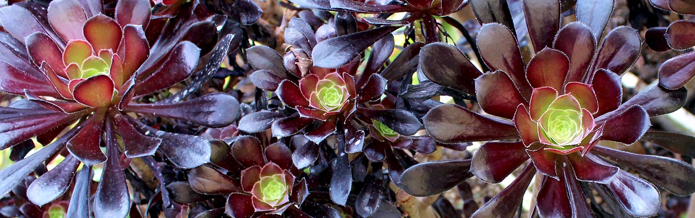 Aeonium | Mountain Crest Gardens Aeonium | Mountain Crest Gardens