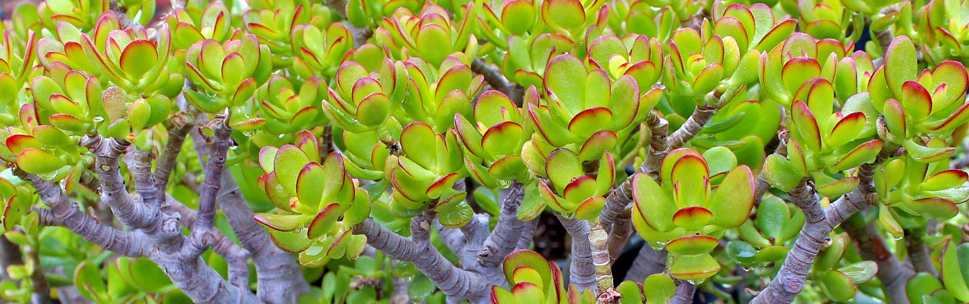 Crassula Jade | Mountain Crest Gardens Crassula Jade | Mountain Crest Gardens