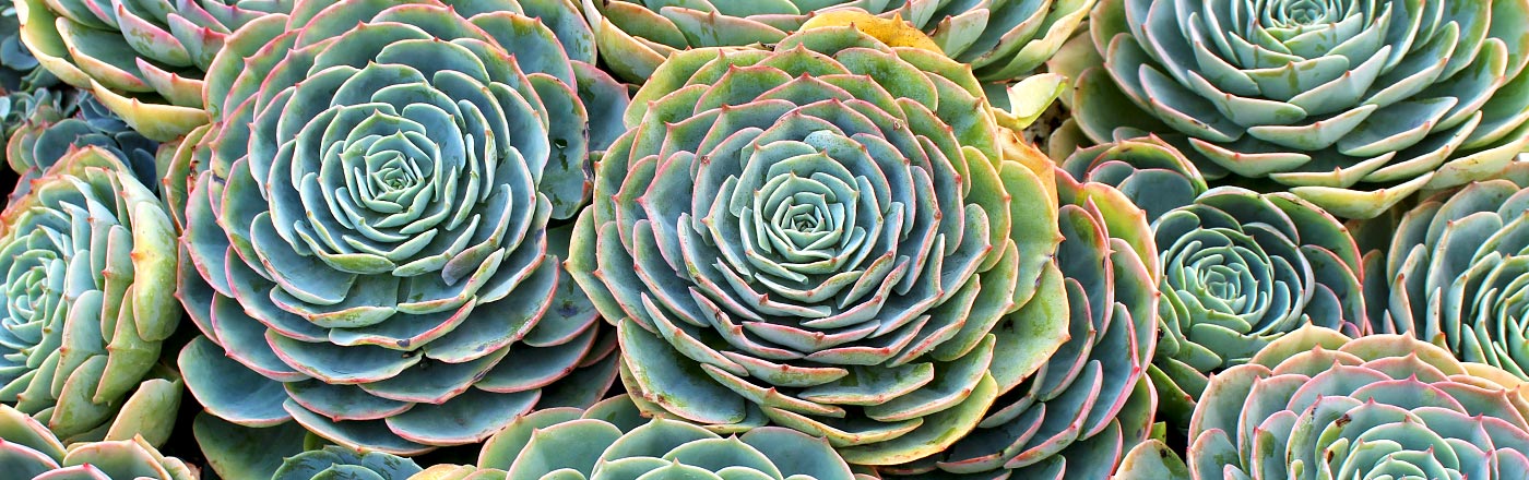 Echeveria | Mountain Crest Gardens Echeveria | Mountain Crest Gardens