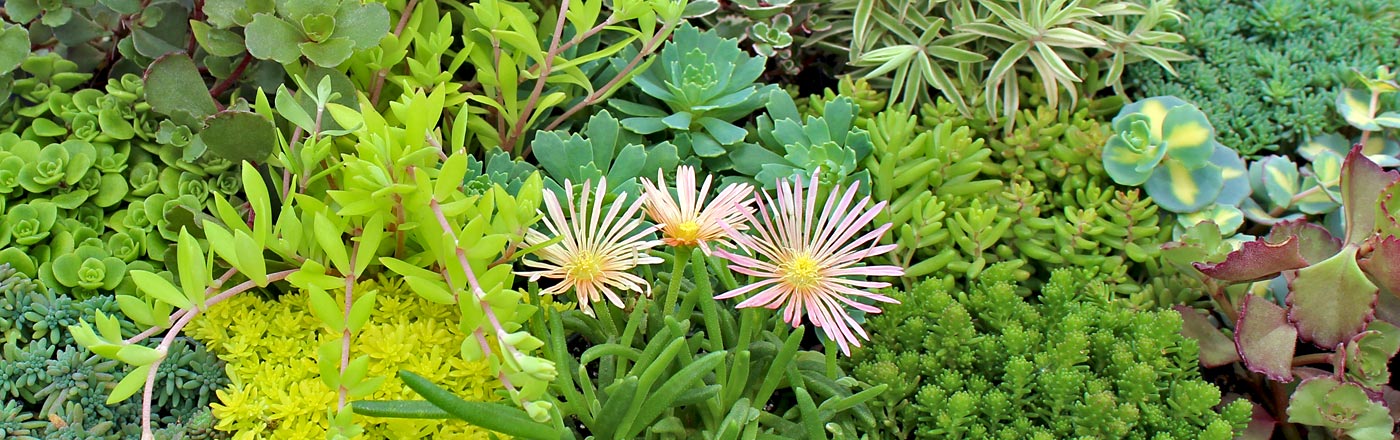 Ground Cover | Mountain Crest Gardens Ground Cover | Mountain Crest Gardens