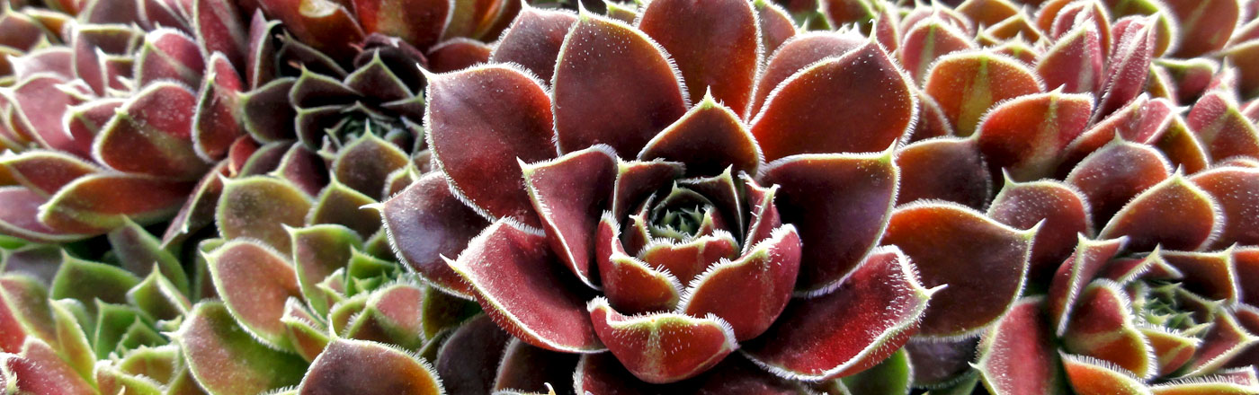 Jovibarba Heuffelii | Mountain Crest Gardens Jovibarba Heuffelii | Mountain Crest Gardens