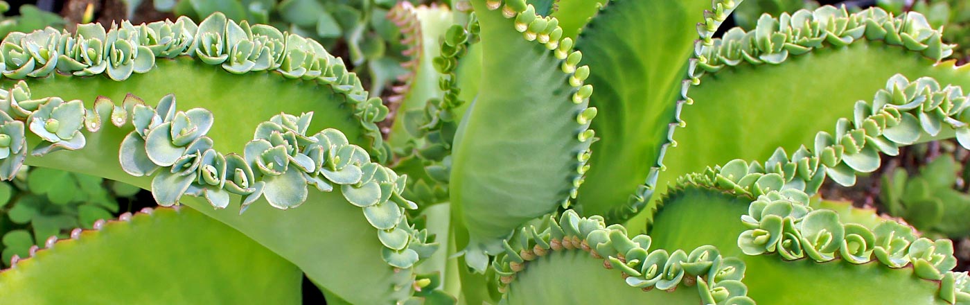 Kalanchoe | Mountain Crest Gardens Kalanchoe | Mountain Crest Gardens