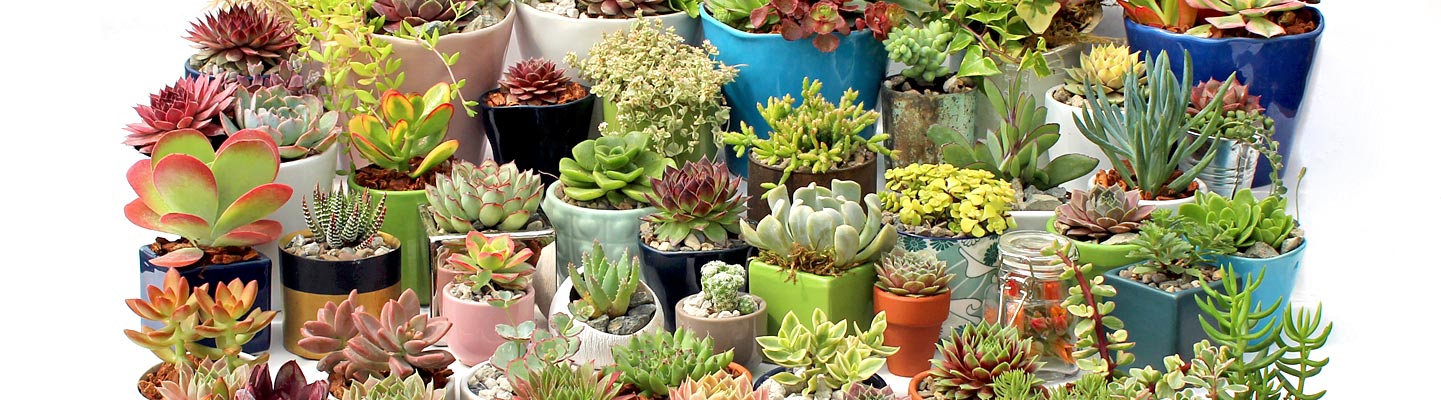 Pots for Succulents Pots for Succulents