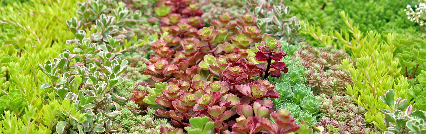 Sedum (Stonecrop) | Mountain Crest Gardens Sedum (Stonecrop) | Mountain Crest Gardens
