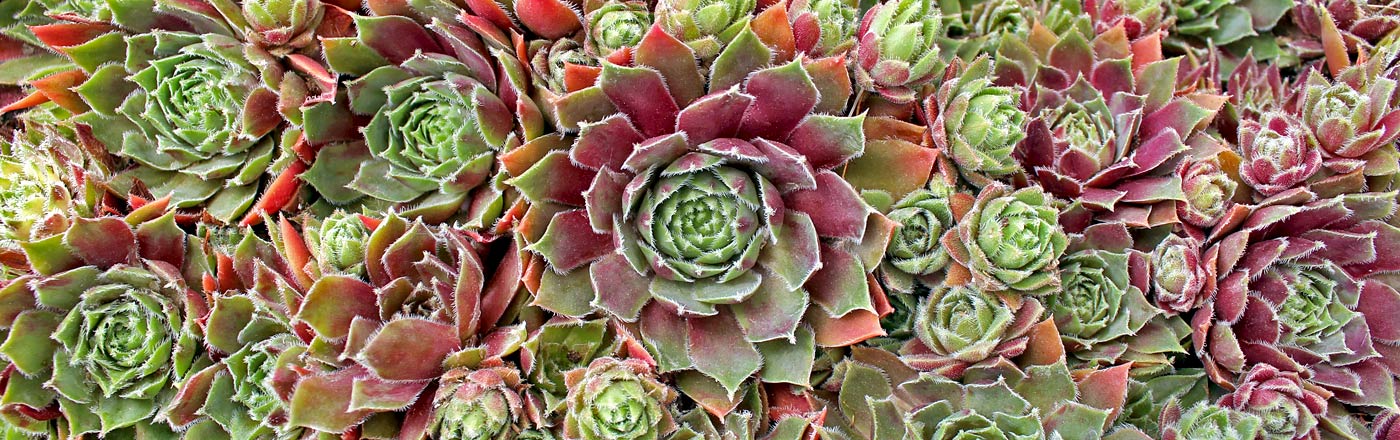 Sempervivum | Mountain Crest Gardens Sempervivum | Mountain Crest Gardens
