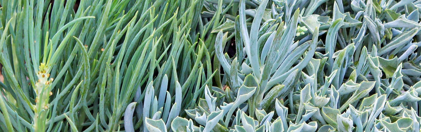 senecio-1.jpg senecio-1.jpg