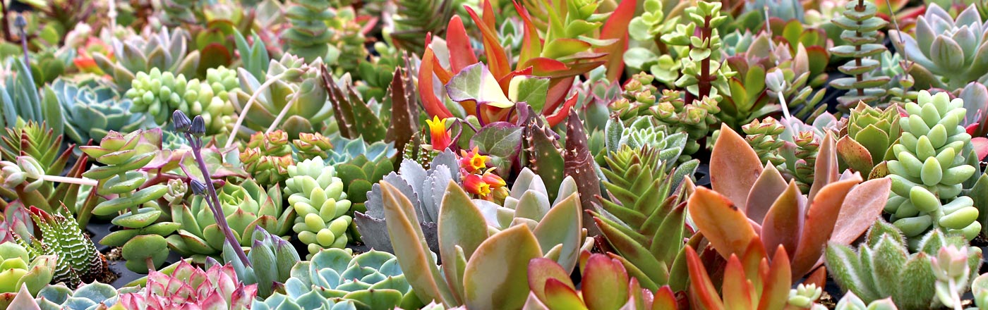 Soft Succulents | Mountain Crest Gardens Soft Succulents | Mountain Crest Gardens