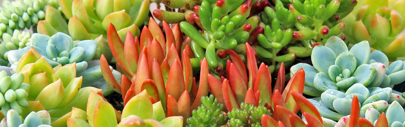 Tender Sedums | Mountain Crest Gardens Tender Sedums | Mountain Crest Gardens