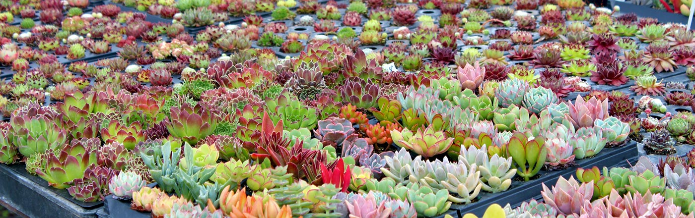 Wholesale Succulents Wholesale Succulents