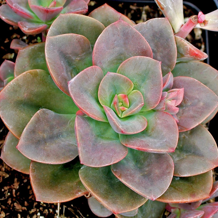 echeveria chroma