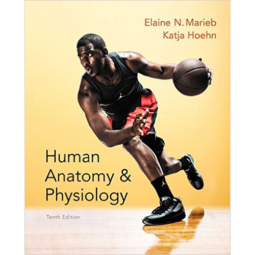 essentials of human anatomy and physiology marieb 7th edition pdf