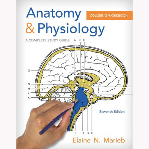 Anatomy and Physiology Coloring Workbook: A Complete Study Guide (11th Edition) Marieb