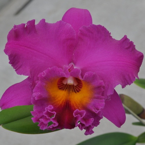 Rlc. Mami Akatsuka 'Volcano Queen' - Akatsuka Orchid Gardens