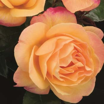 Melody Parfumee rose