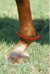 Measure around the fetlock to determine the proper Ventech Elite Sports Medicine Boots you need to purchase.