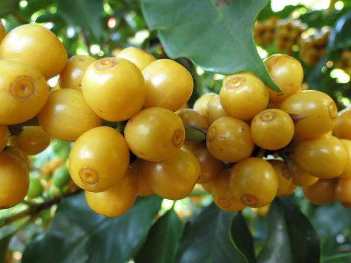 Bourbon Arabica cherries are not red but yellow, unlike most coffee cherries