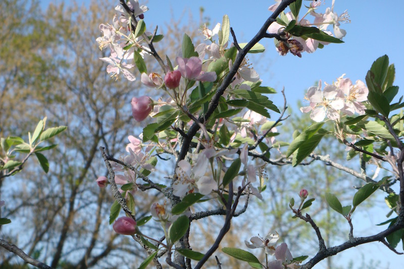 prairie crabapple fruit