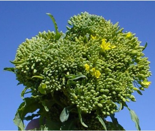 Broccoli RAAB (Spring Rapini)