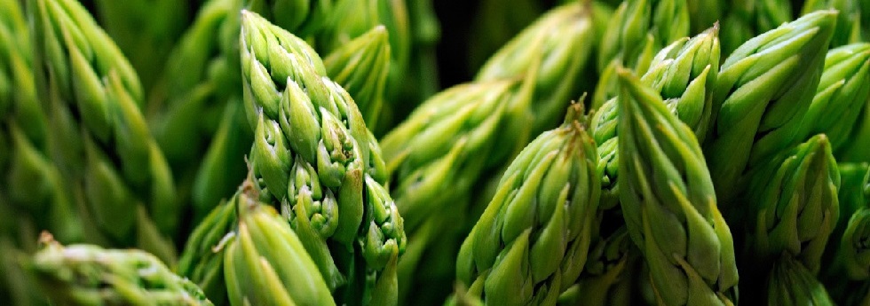 category-asparagus-resized.jpg category-asparagus-resized.jpg