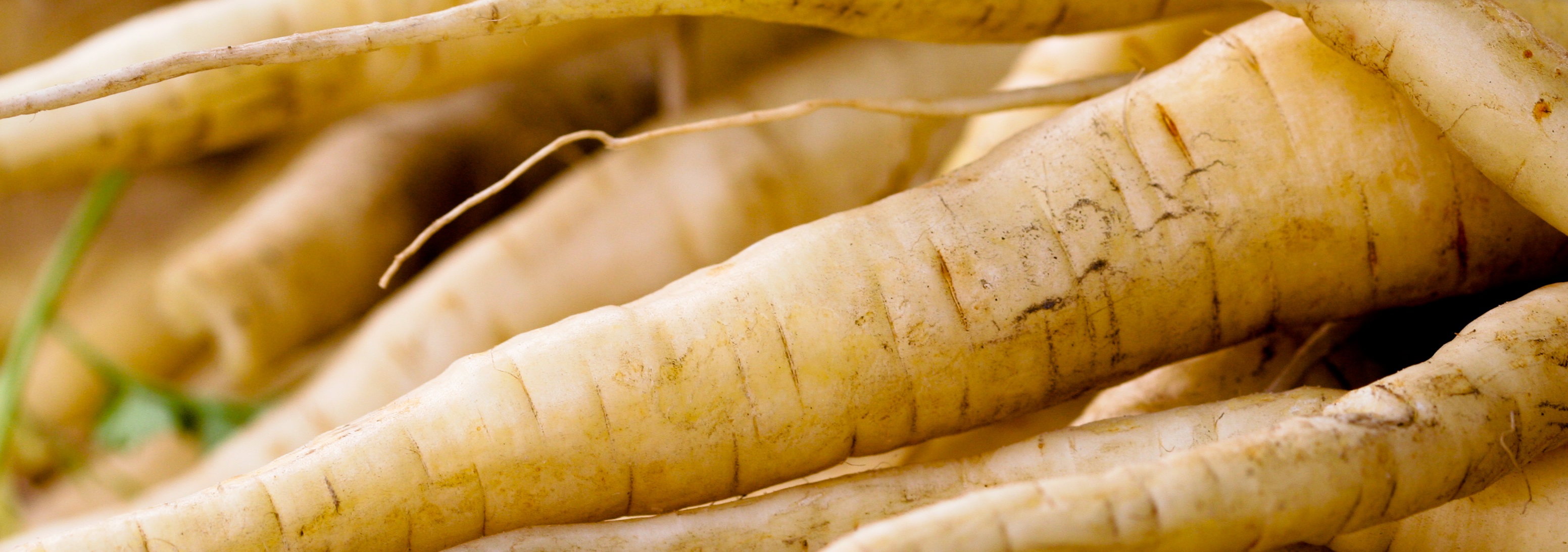 parsnip-category.jpg parsnip-category.jpg