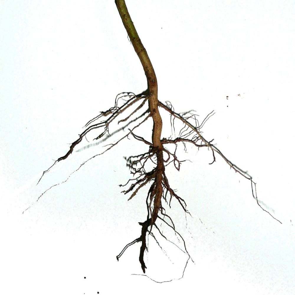 roots-and-root-structure
