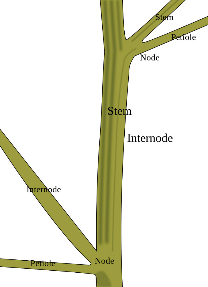 Anatomy Of Stems & Botanical Uses