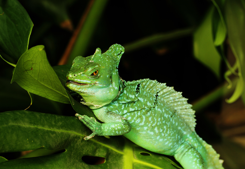 how-to-feed-and-care-for-your-green-basilisk-lizard-abdragons