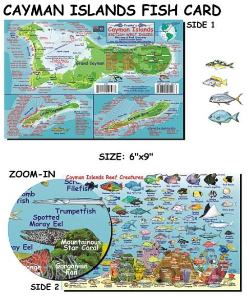 Cayman Isl - Fish Card| Scuba Gear Canada