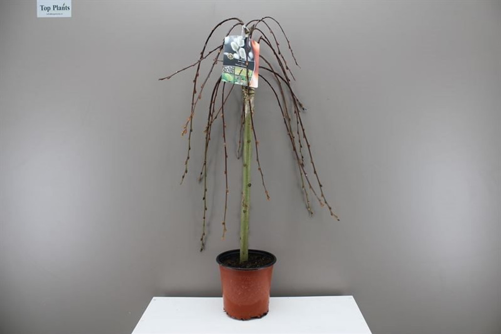 Large Dwarf weeping willow tree
