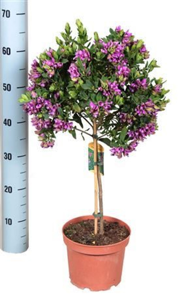 'Sweet Pea' Shrub - Polygala