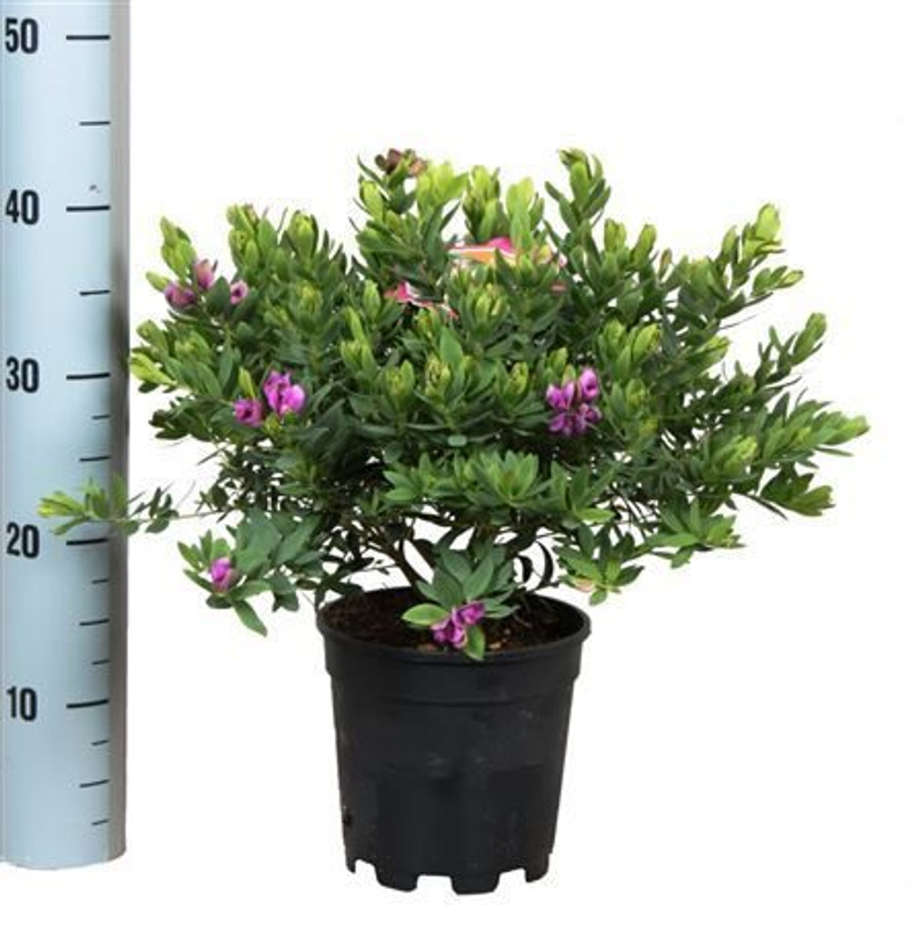 Polygala myrtifolia - Myrtle-leaf Milkwort Sweet Pea Shrub or Sweet Pea Bush .
Easy to grow , Flower all year around . Hardy but not fully hardy so beter to cover in the winter or keep in a pot and move to sheltered area in winter.