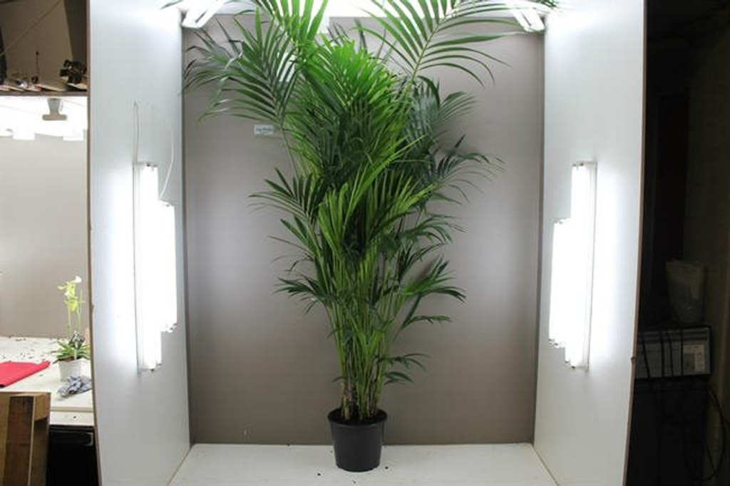 2.4m Exotic Kentia Palm Tree