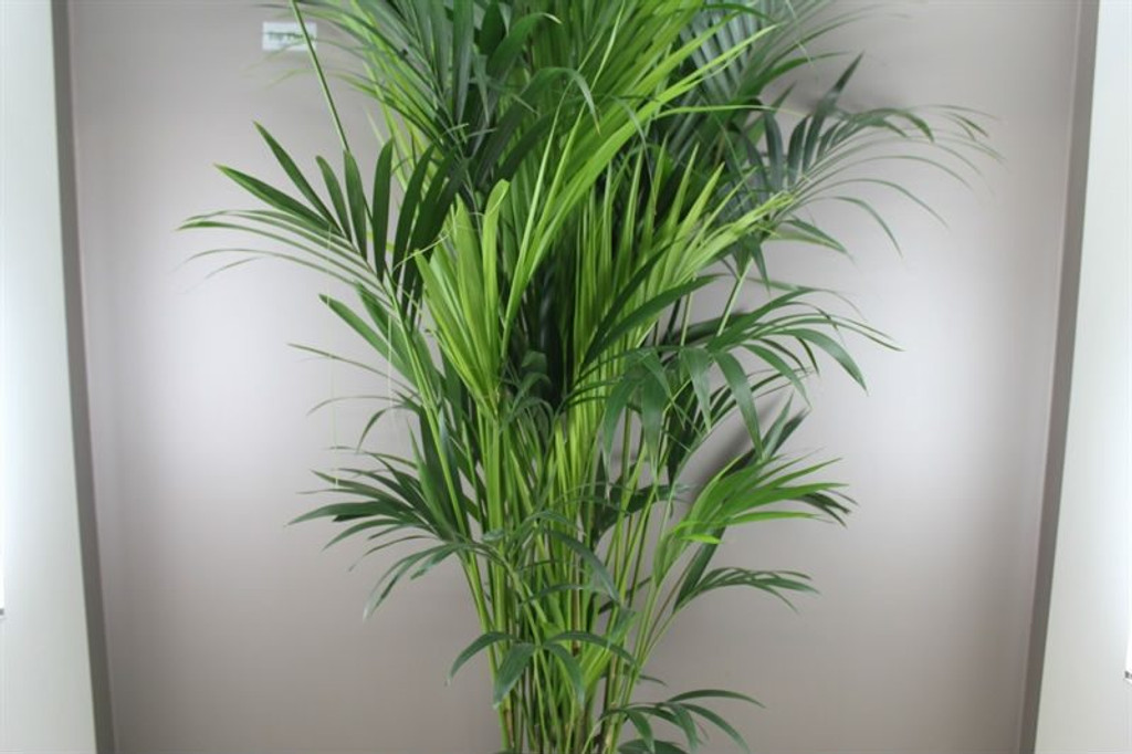 2.4m Howea forsteriana