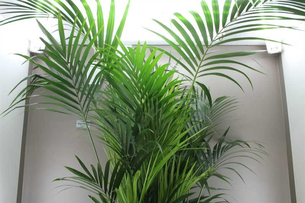 2.4m Kentia Palm Tree